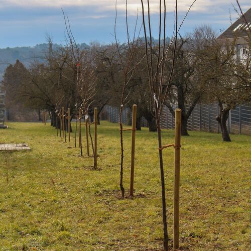Kleine Obstbäume auf einer Wiese