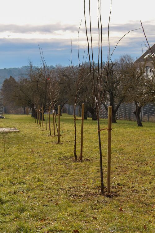Kleine Obstbäume auf einer Wiese